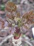 vignette ARALIA echinocaulis Fanjinshan