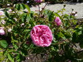 vignette Rosa centifolia cristata
