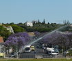 vignette 60-Lisbonne ,  Jacaranda mimosifolia,