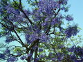 vignette 60-Lisbonne ,  Jacaranda mimosifolia,
