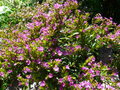 vignette Cuphea hissopifolia 'Lilac'