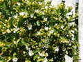 vignette Cuphea hissopifolia 'Alba'