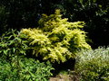 vignette Acer palmatum aureum ,