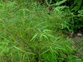 vignette Acer palmatum linearilobum 'Koto no ito
