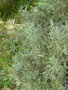 vignette Helichrysum selago macrophyllum ?