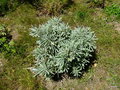 vignette Helichrysum orientalis ?