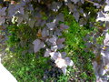 vignette Physocarpus opulifolius ' Diabolo',