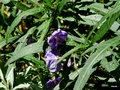 vignette Solanum rantonnetii / Lycianthes rantonnetii,