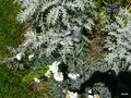 vignette Centaurea cineraria et Dianthus plumarius 'Sinkins '