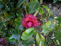 vignette Camellia japonica 'Cherries jubilee' ,