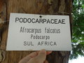 vignette Afrocarpus falcatus
