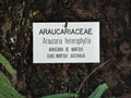 vignette Araucaria heterophylla