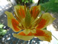 vignette Liriodendron tulipifera
