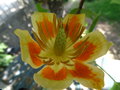 vignette Liriodendron tulipifera