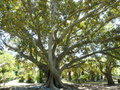 vignette Ficus macrophylla ,