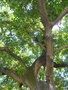 vignette Ficus altissima Blume (moraceae) , Asie tropicale