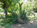 vignette Encephalartos xx, (zamiaceae ), Afrique du sud