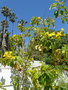 vignette Tecoma stans (bignonaceae) Antilles , Mexique , ?