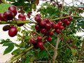 vignette Coffea arabica , (rubiaceae), cafier , Afrique de l'est