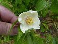 vignette Philadelphus madrensis Mexique