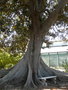 vignette Ficus macrophylla , (moraceae) , Est Australie