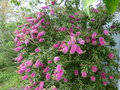 vignette Callistemon acuminatus toujours plus fleuri au 23 05 15