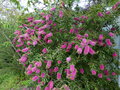 vignette Callistemon acuminatus toujours plus fleuri autre vue au 23 05 15