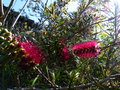 vignette Callistemon violaceus premières fleurs au 27 05 15