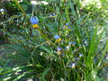 vignette Dianella tasmanica au 28 05 15