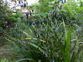 vignette Dianella tasmanica gros plan au 23 05 15