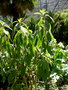 vignette Fuchsia corymbiflora  ?