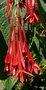vignette Fuchsia corymbiflora ,