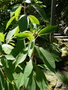 vignette Fuchsia corymbiflora ,