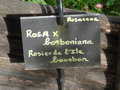 vignette Rosa  x borboniana