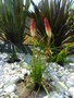 vignette kniphofia nain 1