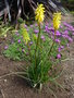 vignette kniphofia nain 2