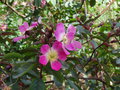 vignette Rosa glauca