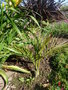 vignette jubaea chilensis 1