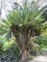 vignette Yucca gloriosa 'variagata'