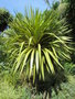 vignette Yucca recurvifolia 'Banana Split'