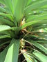 vignette Richea pandanifolia