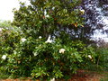 vignette Magnolia grandiflora Exmouth autre vue au 11 06 15