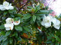 vignette Magnolia grandiflora Exmouth gros plan des fleurs doubles parfumes au 05 06 15
