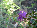 vignette Melaleuca thymifolia gros plan au 08 06 15