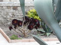 vignette Aeonium arboreum 'Zwartkop' ,