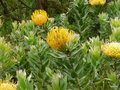 vignette Leucospermum