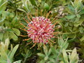 vignette Leucospermum cordifolium