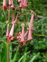 vignette Phygelius capensis , fuchsia du Cap