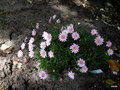 vignette Argyranthemum/Anthemis frutescens ,