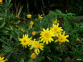 vignette Argyranthemum/Anthemis frutescens ,